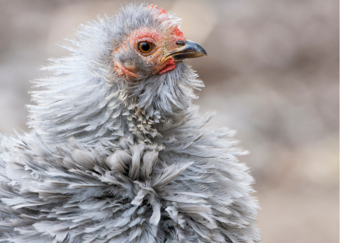 Frizzle chicken