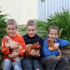 Boys with their pet chickens