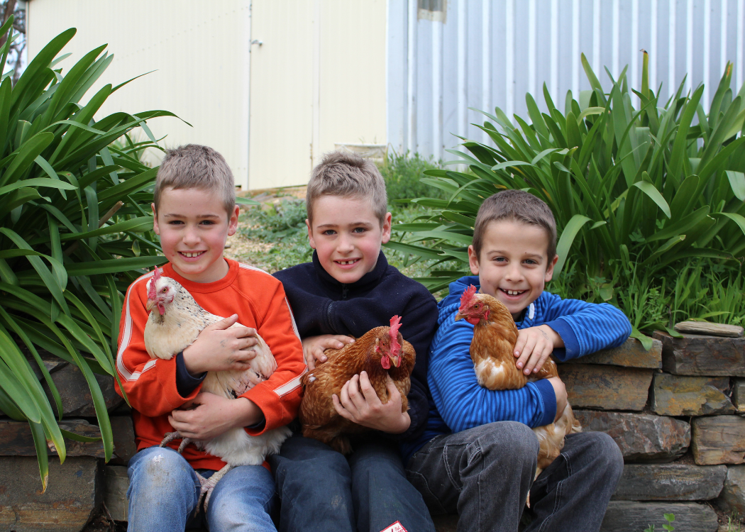 Boys with their pet chickens