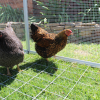 chicken inside coop with mesh floor