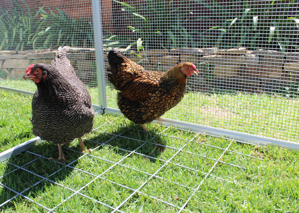 chicken inside coop with mesh floor