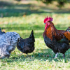 Do I need a Rooster to get eggs?