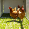 chickens in chicken coop