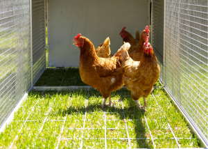 chickens in chicken coop