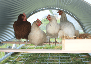 chickens on perch